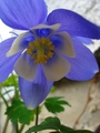 pognuta glavic&hellip;