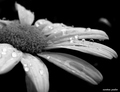 lone flower in&hellip;