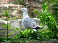 Galeb