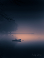 Dreamy Purple