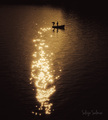 Sun Glare Fish&hellip;