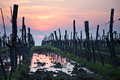 Vinograd u sum&hellip;