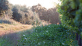Vineyard snaps&hellip;