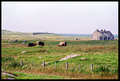 Landscape. Cow&hellip;