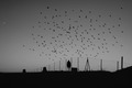 "The Bird&hellip;