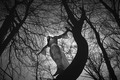 `Blair Witch I&hellip;