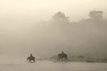 Elephants in t&hellip;