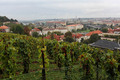 Praško vinogor&hellip;