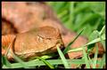 Vipera Ammodyt&hellip;