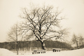 Snowy...old al&hellip;