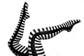Striped octopu&hellip;