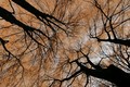 Čarobna šuma 4&hellip;