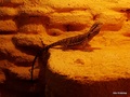 Ja, reptil!