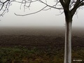 slavonski blue&hellip;