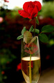 rosa para ti ,&hellip;