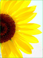 sunce moje mal&hellip;
