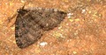Triphosa dubia&hellip;