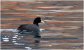 Liska (Fulica &hellip;