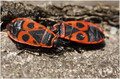 Pyrrhocoris ap&hellip;
