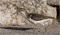 Common Sandpip&hellip;