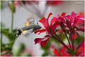 Macroglossum s&hellip;