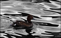 Ferruginous Du&hellip;