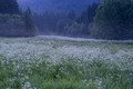 Svježina