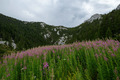 Rascvjetani Ve&hellip;