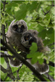 Male cirkusant&hellip;