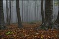 Sljemenska mag&hellip;