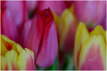 Tulipani