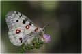 Apolon -  vele&hellip;