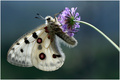 Apolon -  vele&hellip;