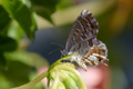 Pelargonijin p&hellip;