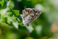 Pelargonijin p&hellip;