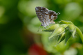 Pelargonijin p&hellip;