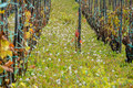 Vinogradarski &hellip;