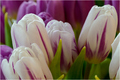 Tulipanjerosi