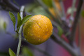 Mandarine tete&hellip;