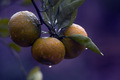 Mandarine tete&hellip;