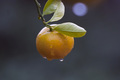 Mandarine tete&hellip;
