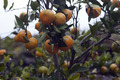 Mandarine tete&hellip;