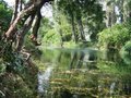 Jasenica