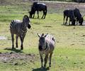 zebra