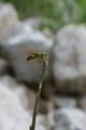 Ponosna šparog&hellip;