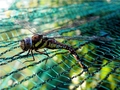 "helikopt&hellip;
