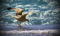 Larus argentat&hellip;