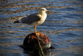 Larus argentat&hellip;