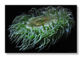 Anthopleura xa&hellip;