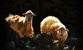 Pagus ovis ari&hellip;